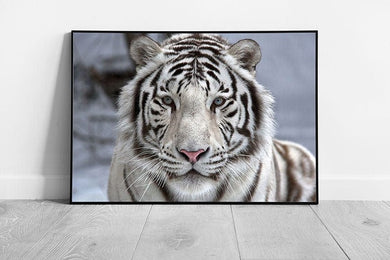Face To Face With A Beautiful Wild White Bengal Tiger Animal Photography Wall Art Print on Paper Framed Picture print