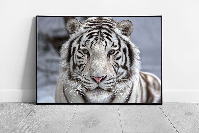 Face To Face With A Beautiful Wild White Bengal Tiger Animal Photography Wall Art Print on Paper Framed Picture print