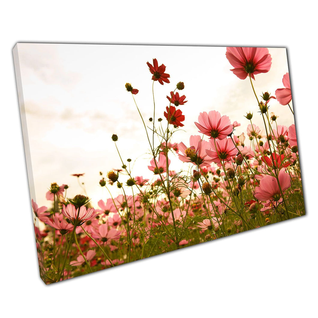 Pink Cosmos Flower Meadow bij zonsondergang canvas muurkunstafdruk op canvas gemonteerde canvas print