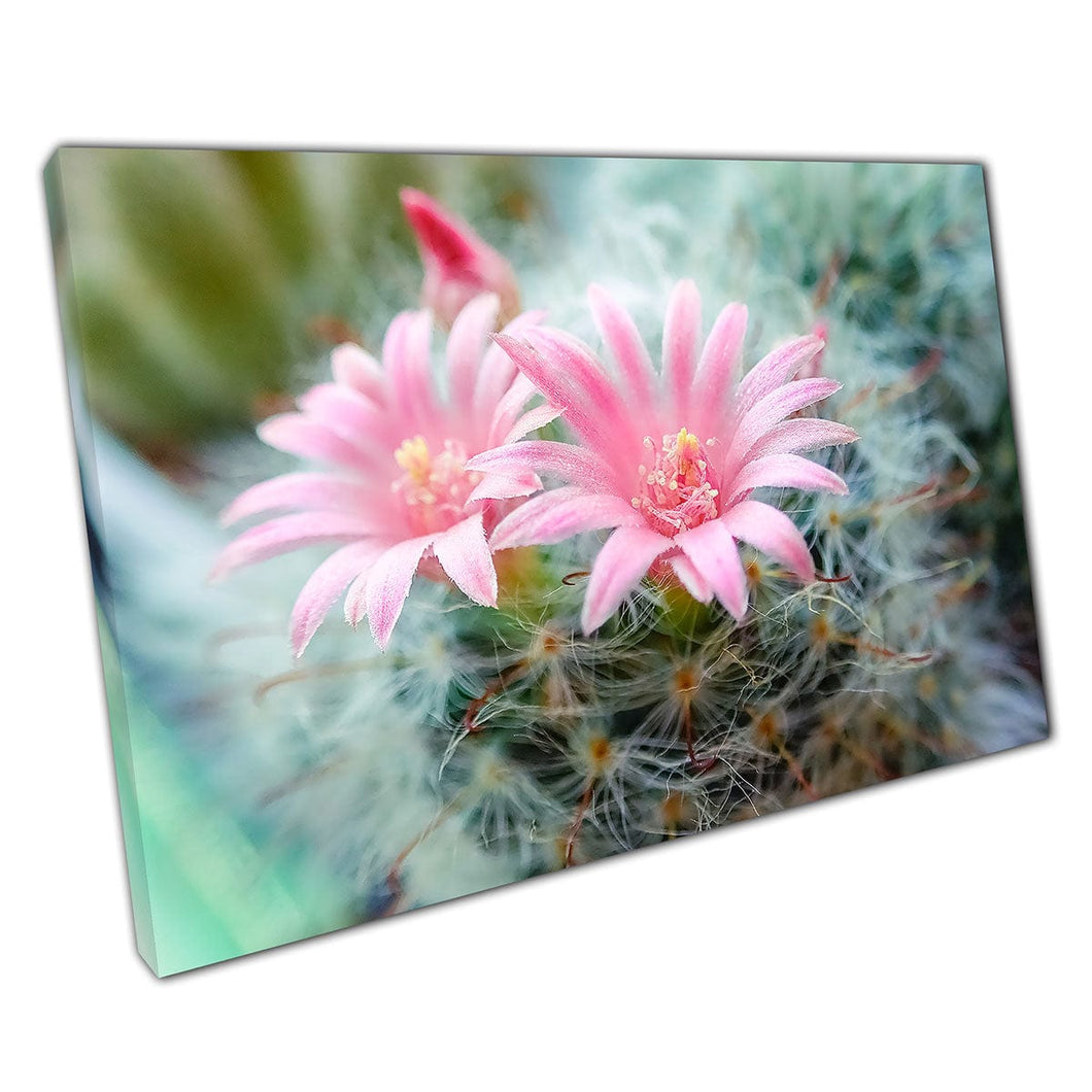 Mammillaria bocasana cactus con flores rosadas Macro zoom con estampado de arte de pared de enfoque suave en lienzo montado en lienzo estampado