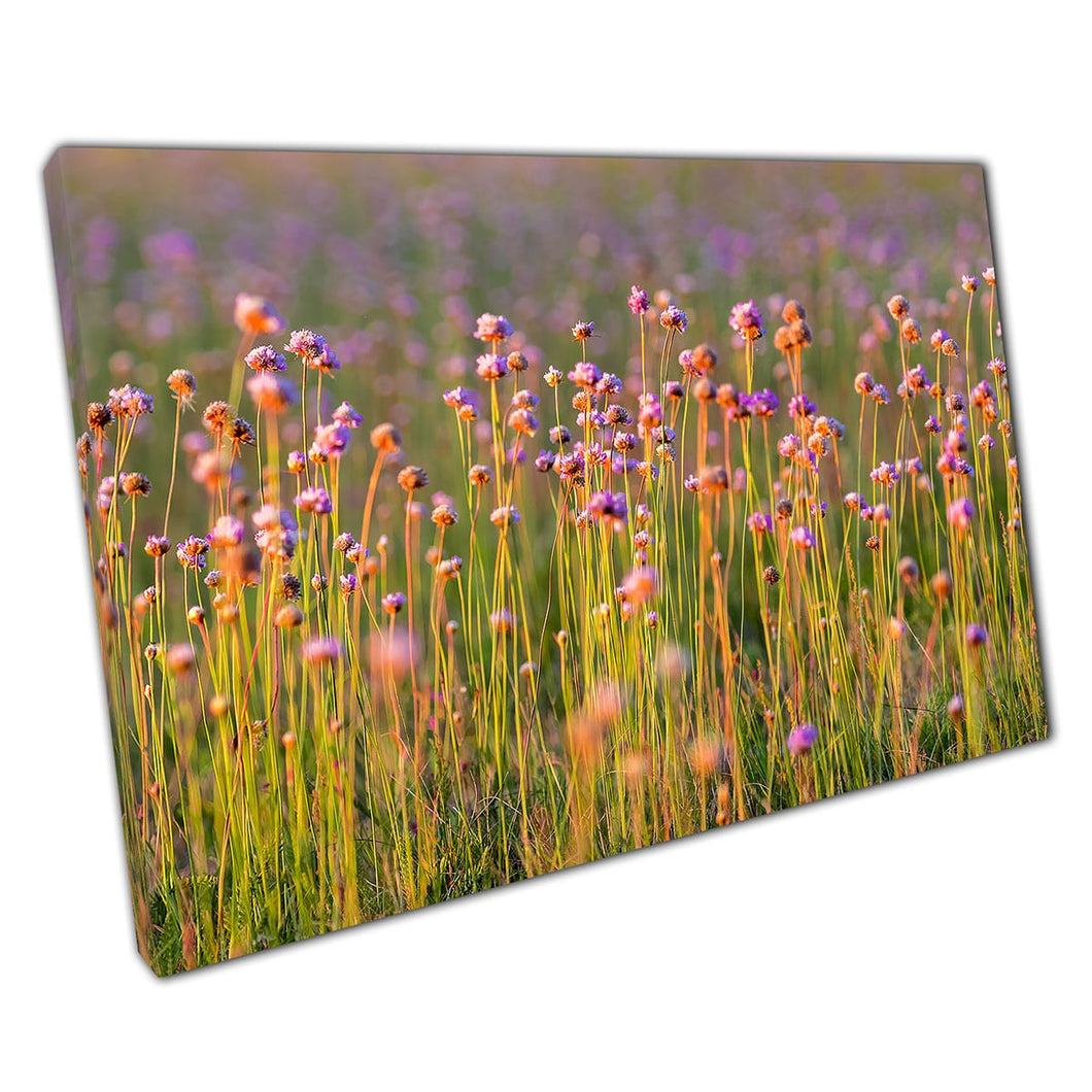 Allium angulosum paarse muis knoflook zomerweidenbloem in de zon wall art print op canvas gemonteerde canvas print