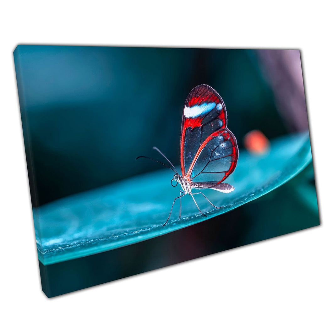 Hermosa mariposa semi transparente Relajación de la macro Macro Fotografía Impresión de arte de pared en lienzo montado en lienzo