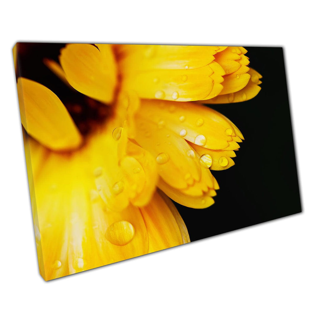 Beautiful Sunshine Yellow Calendula Marigold Flower Sprinkled With Raindrops Wall Art Print On Canvas Mounted Canvas print