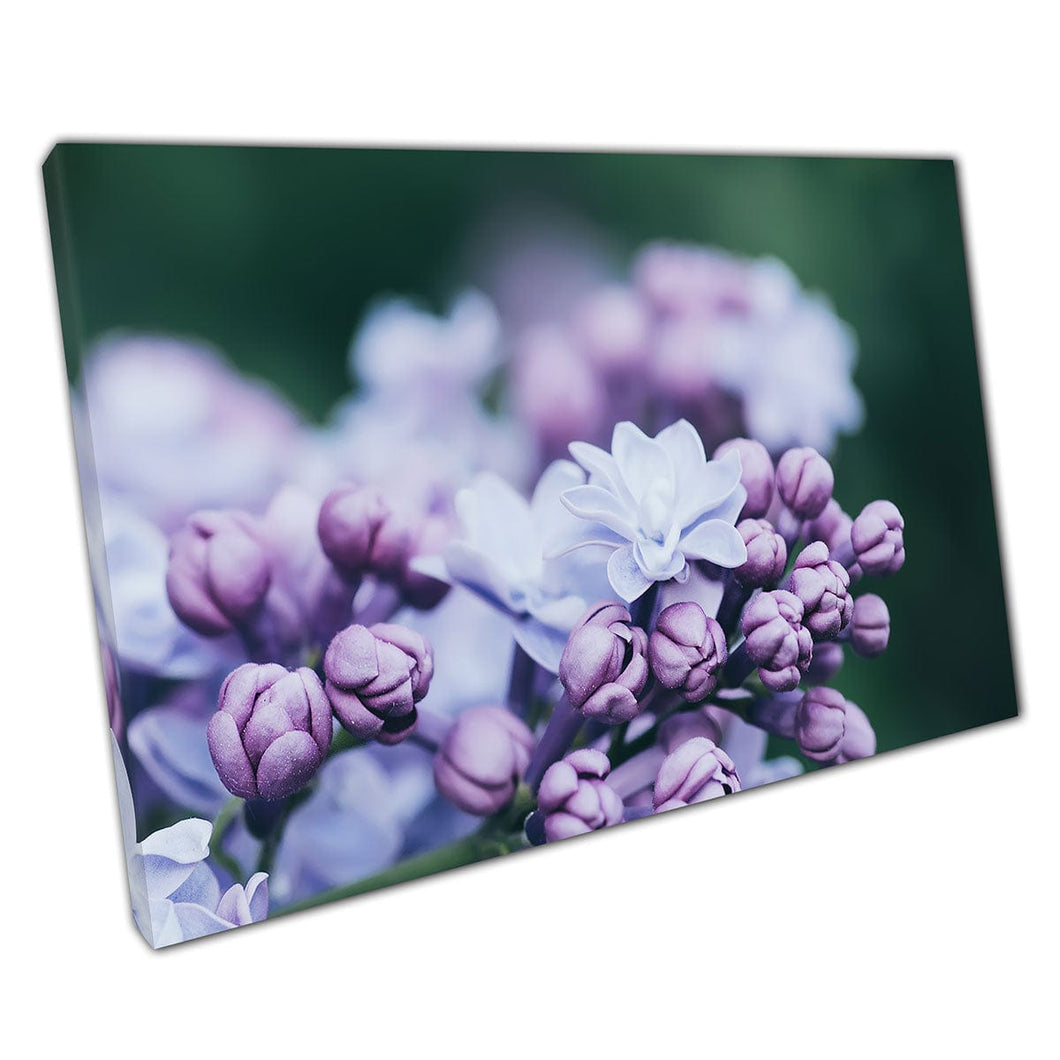 Flores de lilas violetas suaves Fotografía natural Impresión de arte de pared en lienzo lienzo estampado