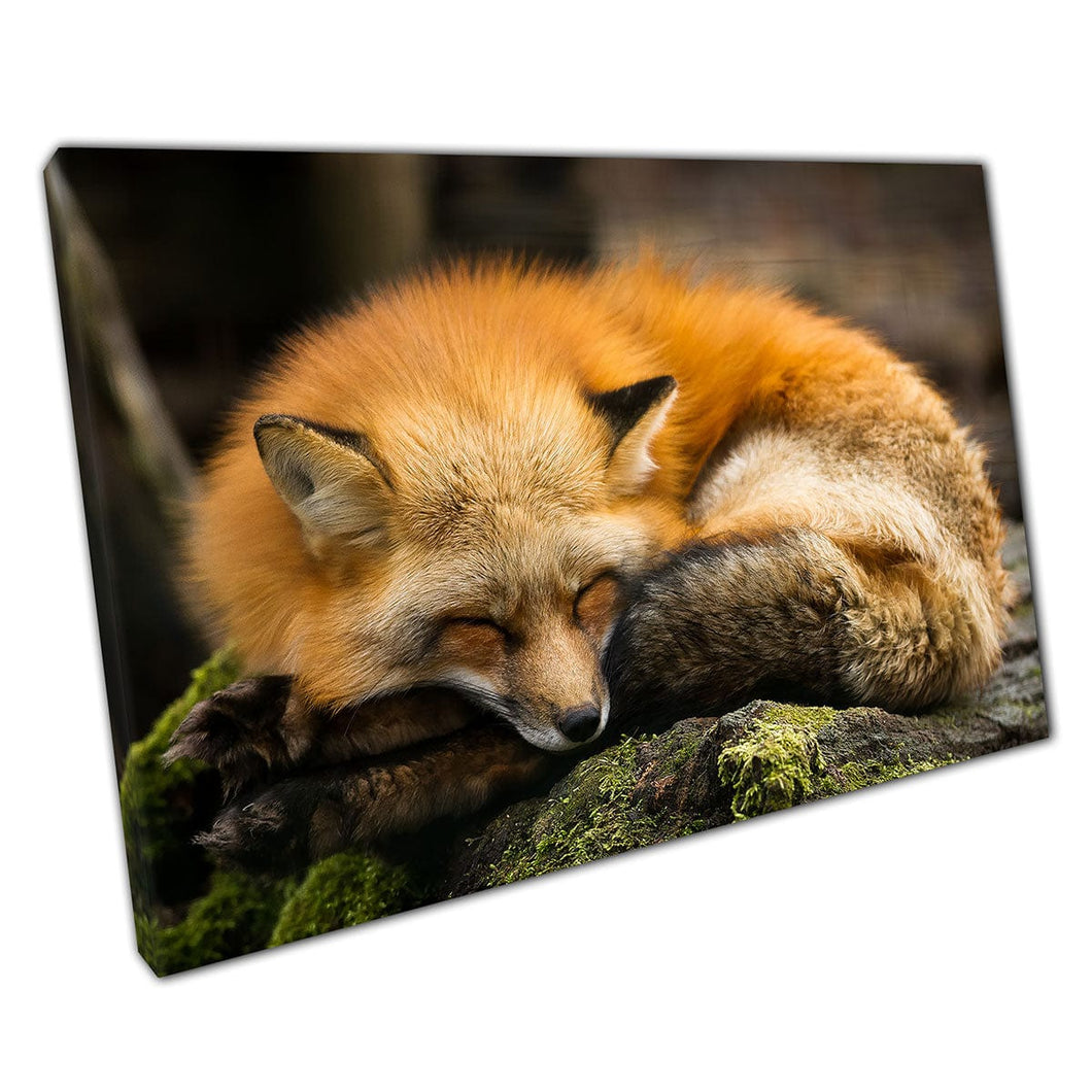Fox rojo esponjoso siestas sobre rocas musgo y madera de madera fotografía de madera impresa en el arte de pared en lienzo.