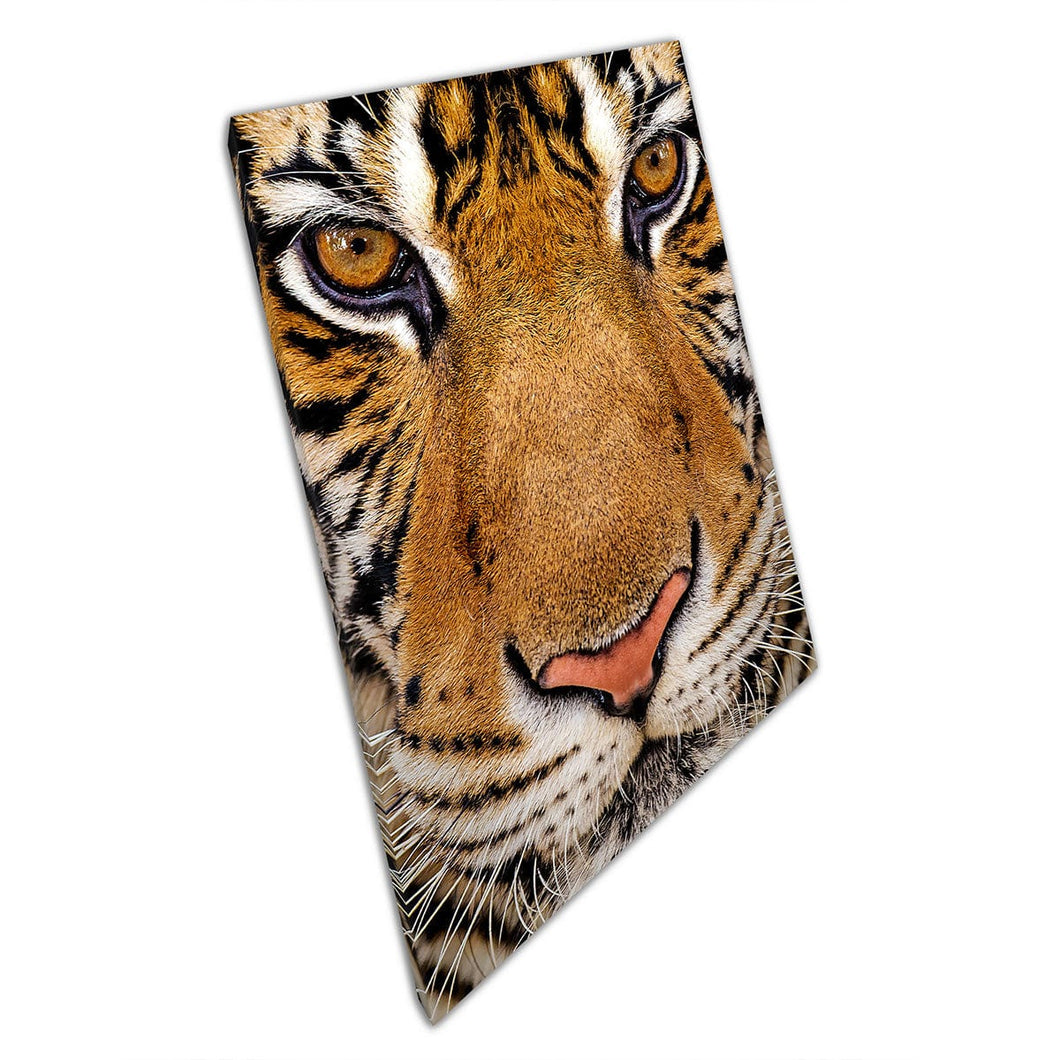 Hermoso primer plano de tigre salvaje big gato pelaje rayado pelaje fotografía de vida silvestre estampado de arte de pared en lienzo estampado de lona montada