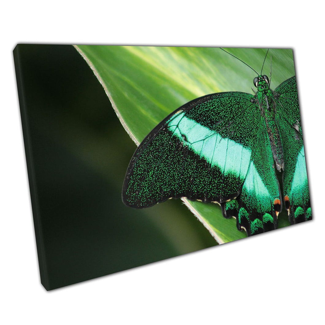 Emerald Swallow Tail Peacock verde mariposa impresionante Vibrante Vibrante Detalles de la naturaleza Impresión de arte de pared en lienzo lienzo montado