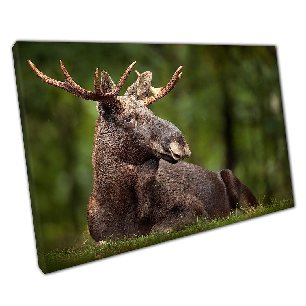 Elk Moose descansando en un bosque de bosque oscuro en un día lluvioso Sweden Nature Photography Arte de pared impresa en lienzo montado en lienzo estampado
