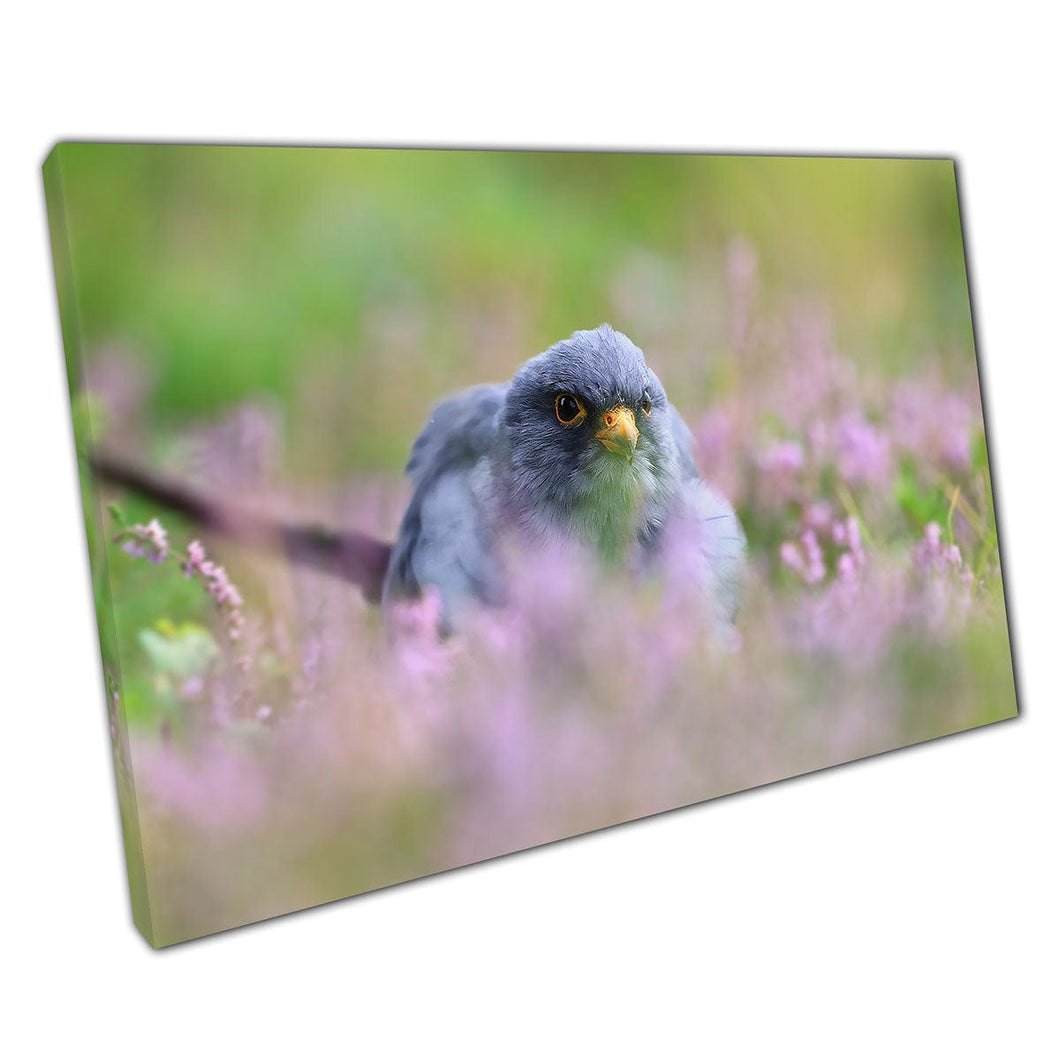 Roodvoetige valk zit in een grasachtige weide van delicate violet bloemen natuurwand kunstprint op canvas gemonteerde canvas print