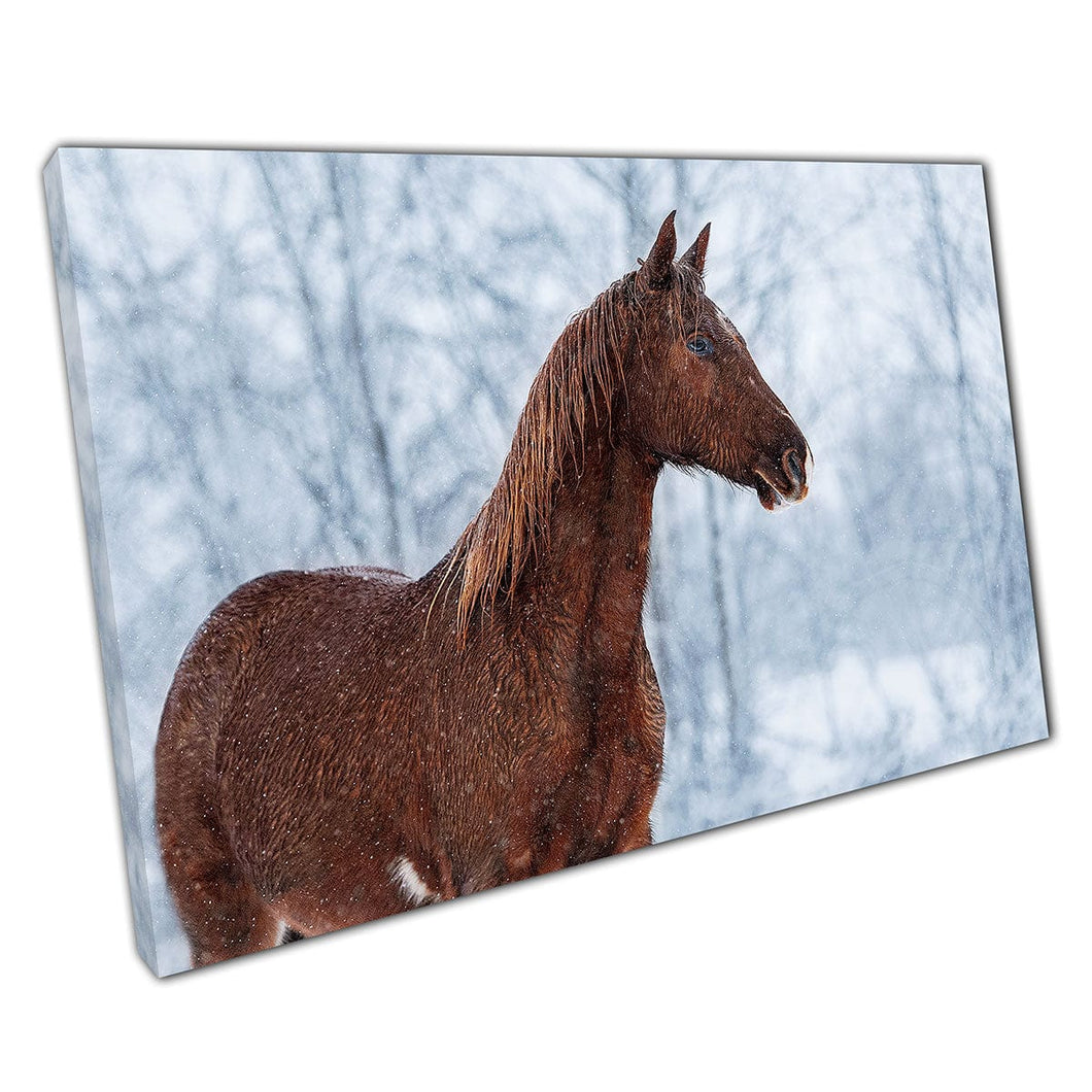 Russian Golden Brown Horse Standing Strong In Winter Woodland Natural Habitat Wall Art Print On Canvas Mounted Canvas print