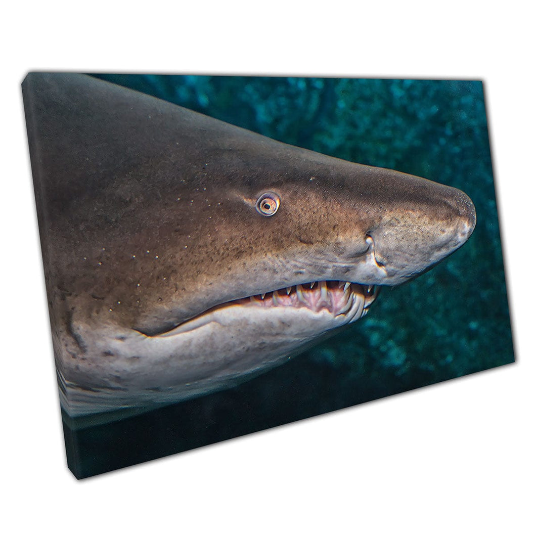 Macro Close Up Of Sand Shark Head Swimming Through Deep Water Sea Life Marine Life Wall Art Print On Canvas Mounted Canvas print