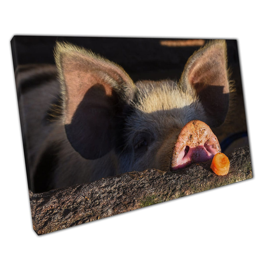 Grappige nieuwsgierige gevlekte varken die een stuk gehakte wortel gelukkige boerderijdieren muurkunst print op canvas gemonteerde canvas print
