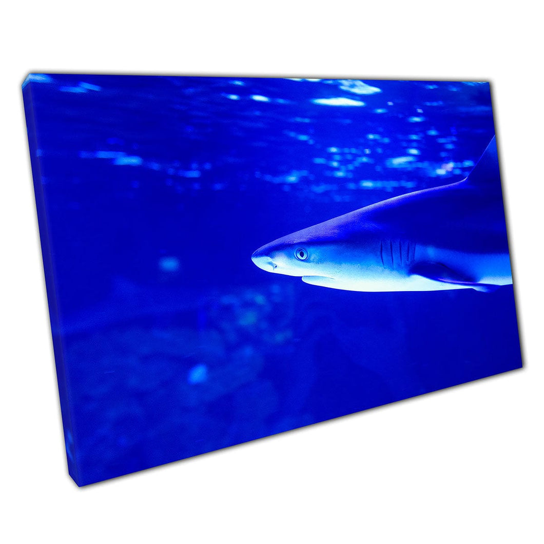 Tiburón solitario nadando tranquilamente a través del rico azul tropical marina vida marina vida marina estampado de arte de pared en lienzo lienzo estampado