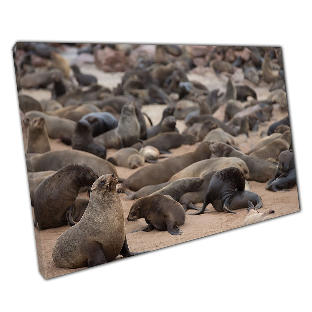 Large Group Of Seals Relaxing Together On A Sandy Beach In South Africa Animal Wall Art Print On Canvas Mounted Canvas print