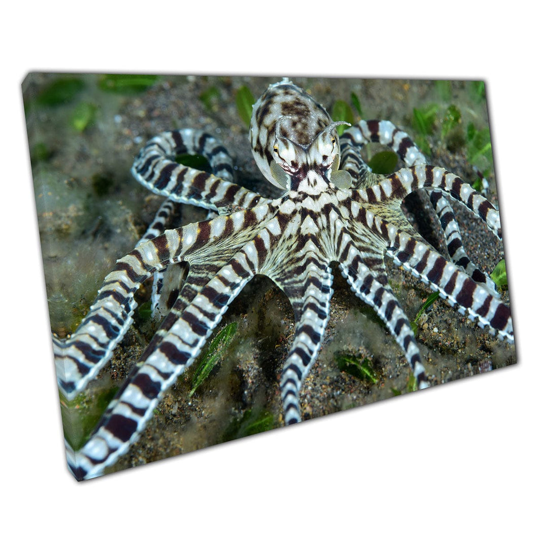 Mimic Octopus moviéndose a lo largo de la vida marina rocosa del mar Tulamben Bali Indonesia Arte de pared impresa en lienzo montado en lienzo estampado