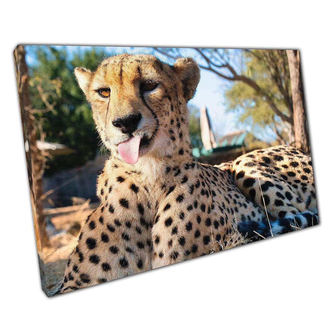 Grappige Cheetah die een dom gezicht trekt voor de camera Kruger National Park South Africa Wall Art Print op canvas gemonteerde canvas print