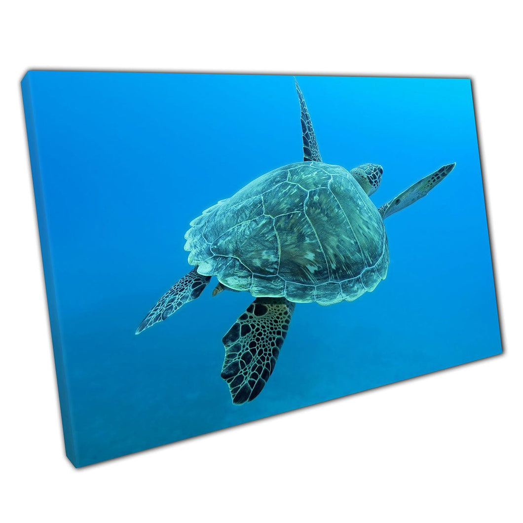 Tortuga marina graciosamente grande nadando felizmente a través de la vida marina de mar azul profundo estampado de arte de la pared en el lienzo montado en lienzo estampado