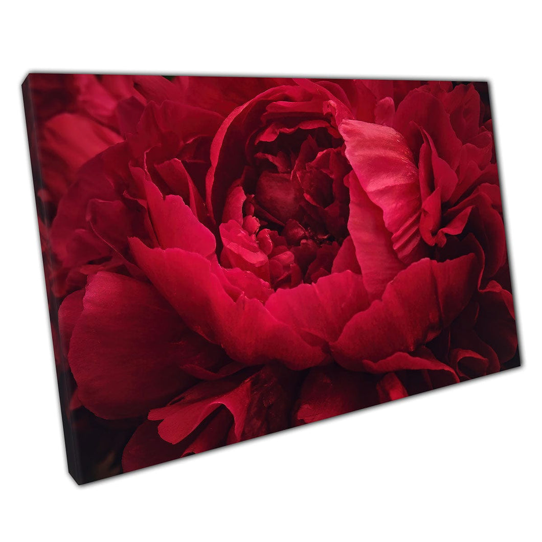 Hermoso romántico Crimson Red Peony Soft Focus Fotography Valentines Florals Wall Art Se imprima en lienzo montado en lienzo