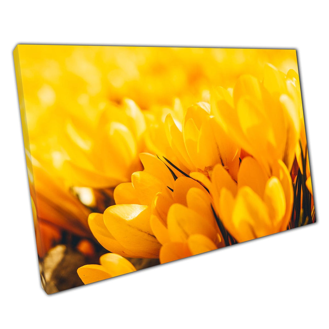 Campo de crocus amarillo dorado vibrante brillante en la primavera Fotografía de flores floral Fotografía Impresión de arte de pared en lienzo