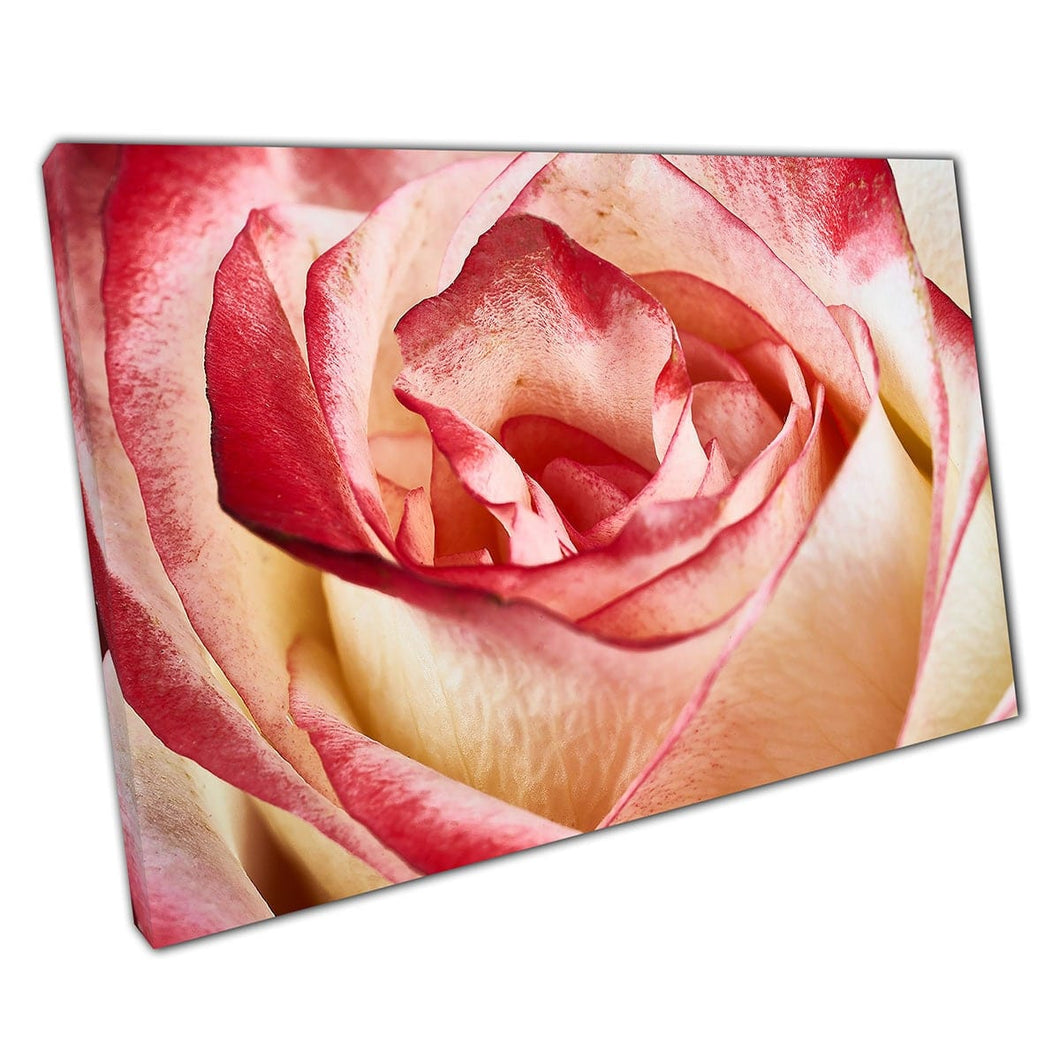 Close Up Macro Shot Red White Rose Bloemblaadjes Natuurfotografie Wall Art Print op canvas gemonteerde canvas print