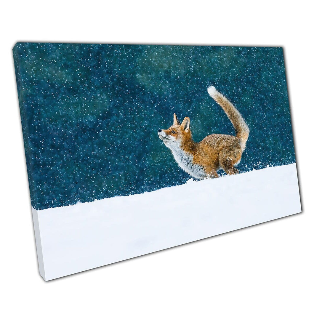 Red Fox Vulpes Playing In The Snowflakes Ready To Pounce Into The Snow Funny Animal Wall Art Print On Canvas Mounted Canvas print