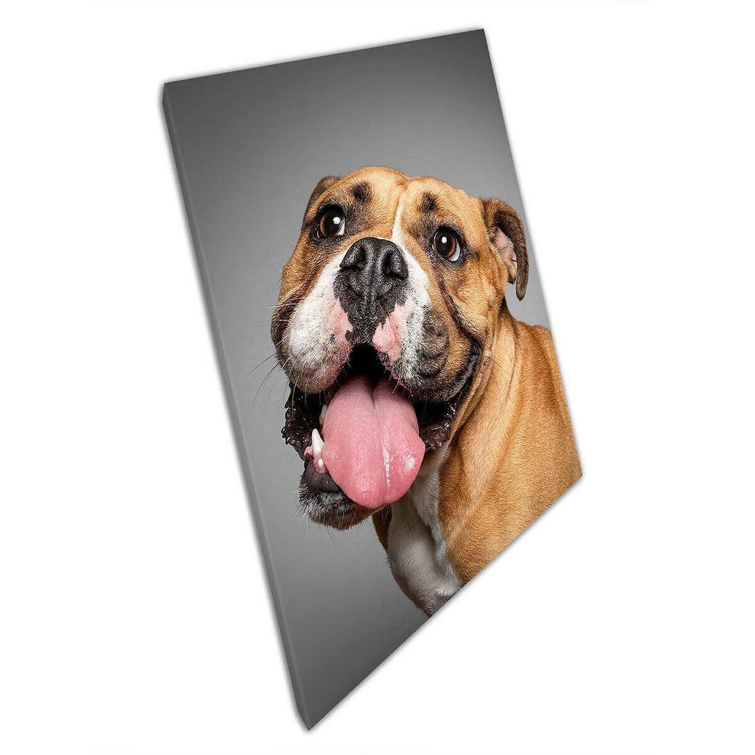 Opgewonden Engels Bulldog Staffordshire Bull Terrier Cross Funny Dog Animal Photography Wall Art Print op canvas gemonteerde canvas print