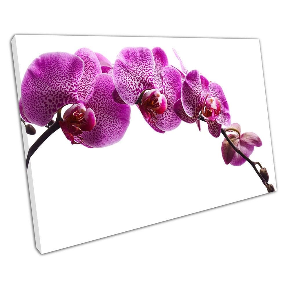 Large Purple flower Orchid beautiful flowers Ready to Hang Canvas Wall Art Print Mounted Canvas print