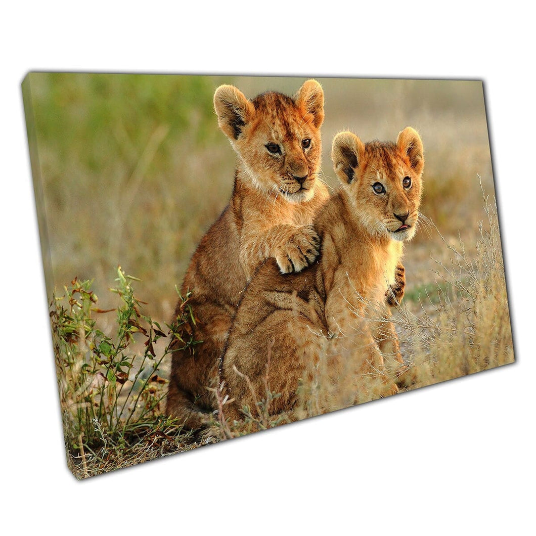 Wild Lion Cubs knuffelende natuurfotografie Wall Art Print op canvas gemonteerde canvas print