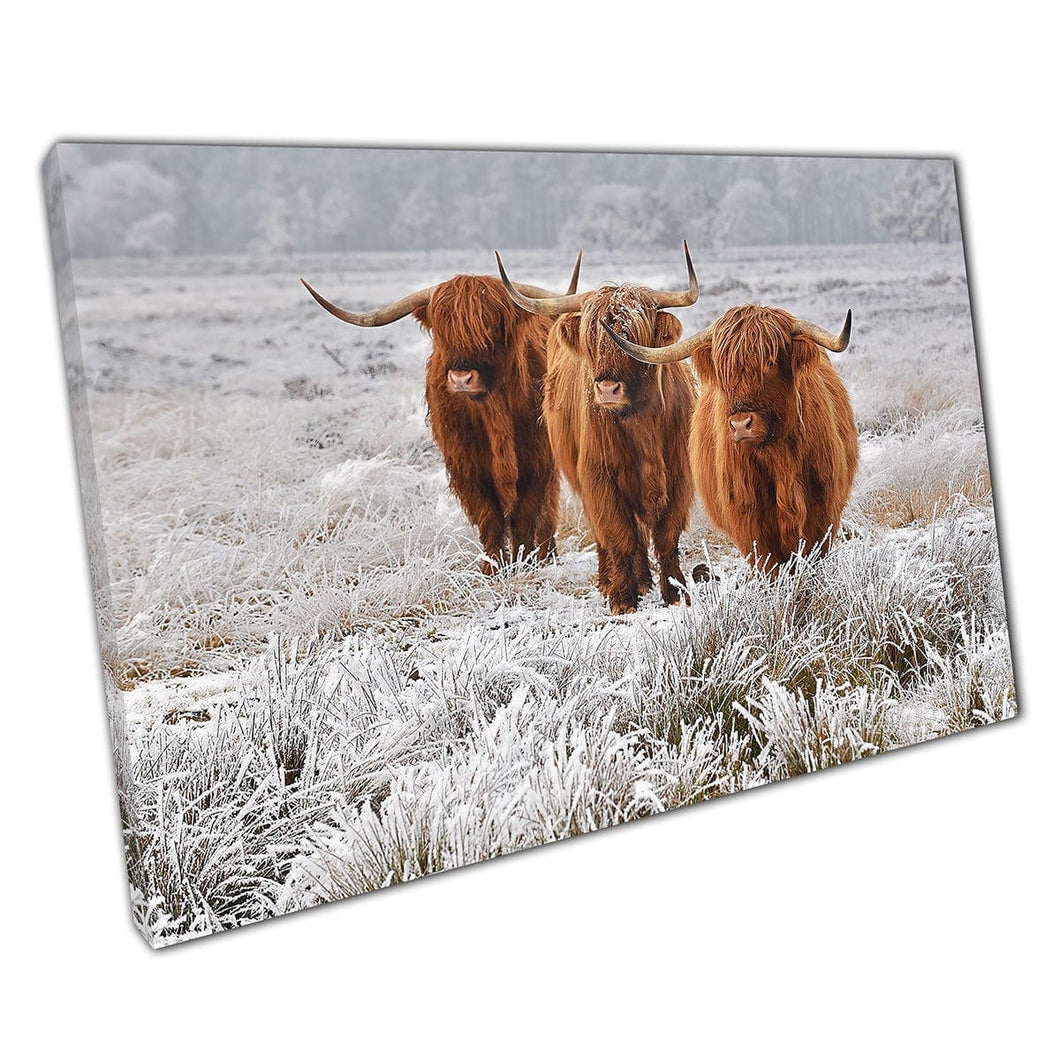 Schotse Highland Cows Natural Winter Nature Habitat Wall Art Print op canvas gemonteerde canvas print