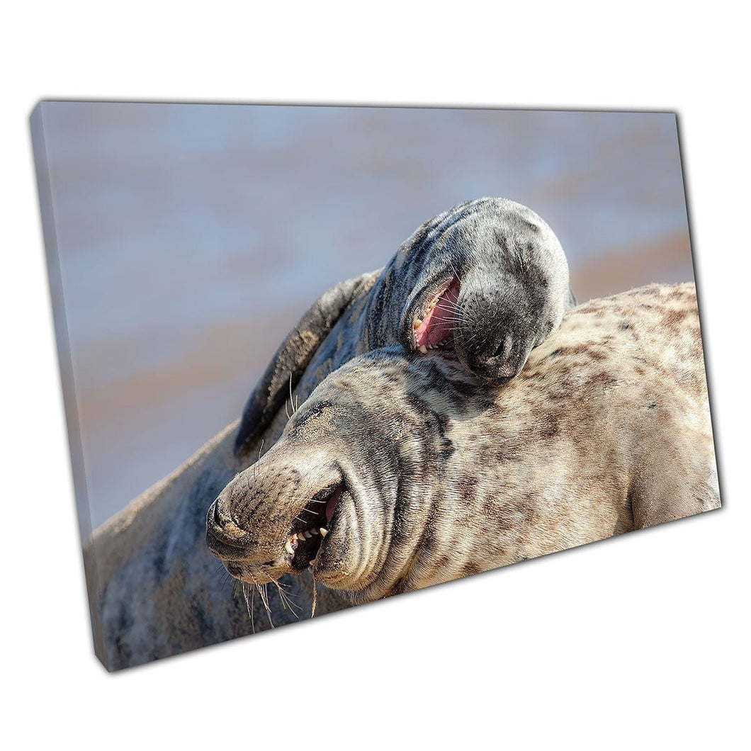 Two Big Friendly Grey Seals Laughing Together Funny Cute Wild Animal Photography Wall Art Print On Canvas Mounted Canvas print