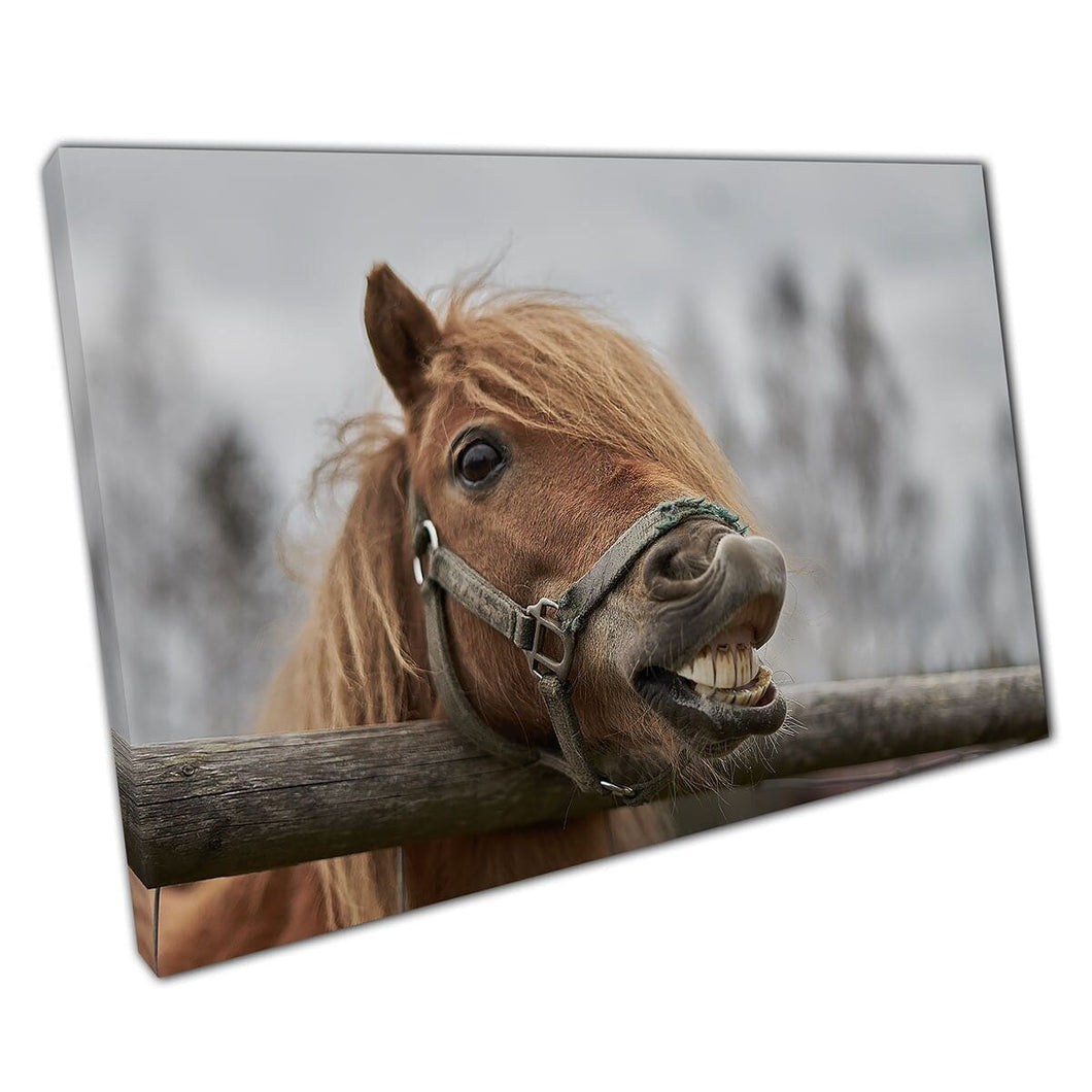 Paard glimlachen trekken een grappig gezicht kleine Letse dierentuin lachende dierenfotografie muurkunst print op canvas gemonteerde canvas print
