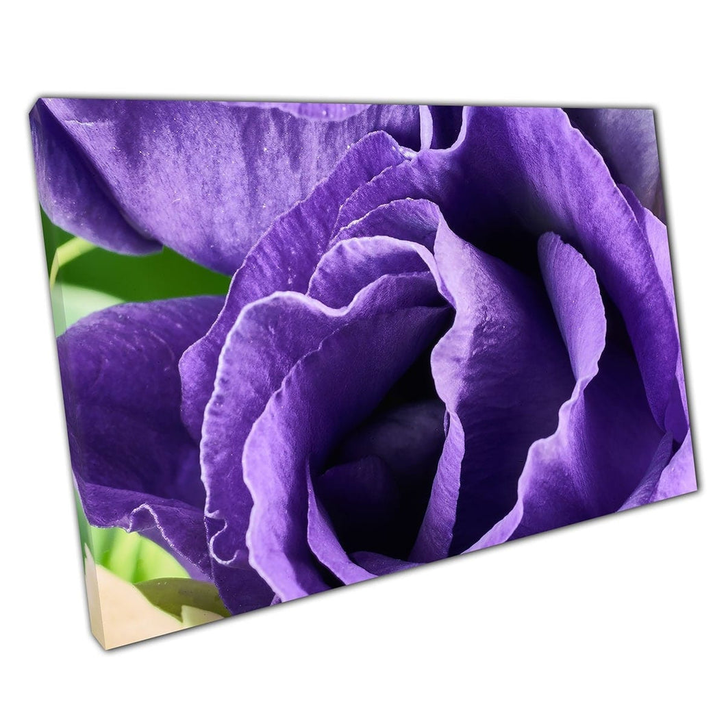 Macro Shot Of Violet Purple Eustoma Flower Nature Photography Wall Art Print On Canvas Mounted Canvas print