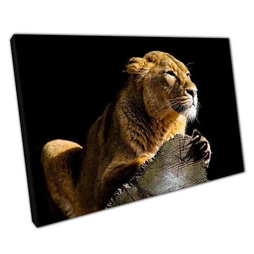 Print on Canvas Lioness Female Lion Ready to Hang Wall Art Print Mounted Canvas print