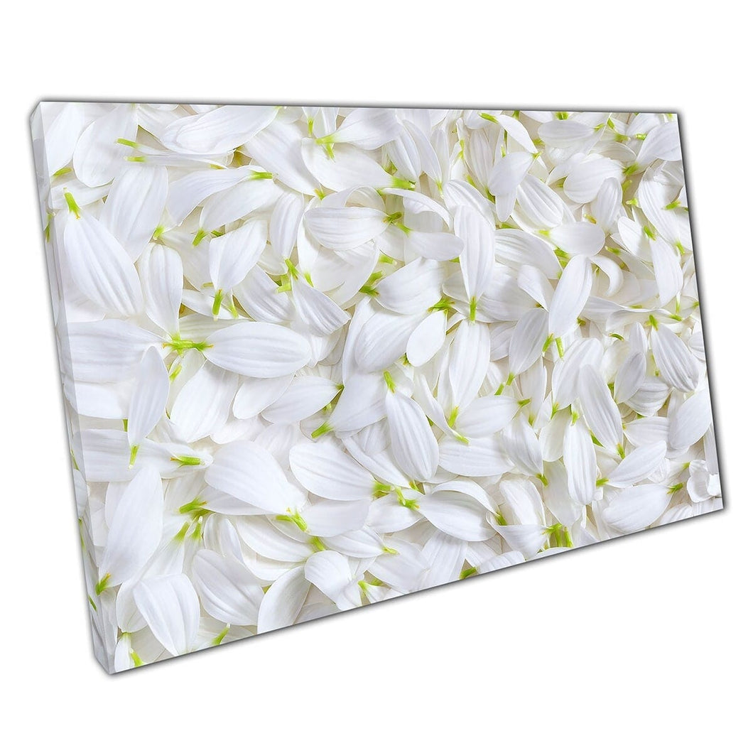 Petales de chrysanthemum blanc réunis ensemble de la texture douce Photographie d'art mural sur toile montée en toile Impression
