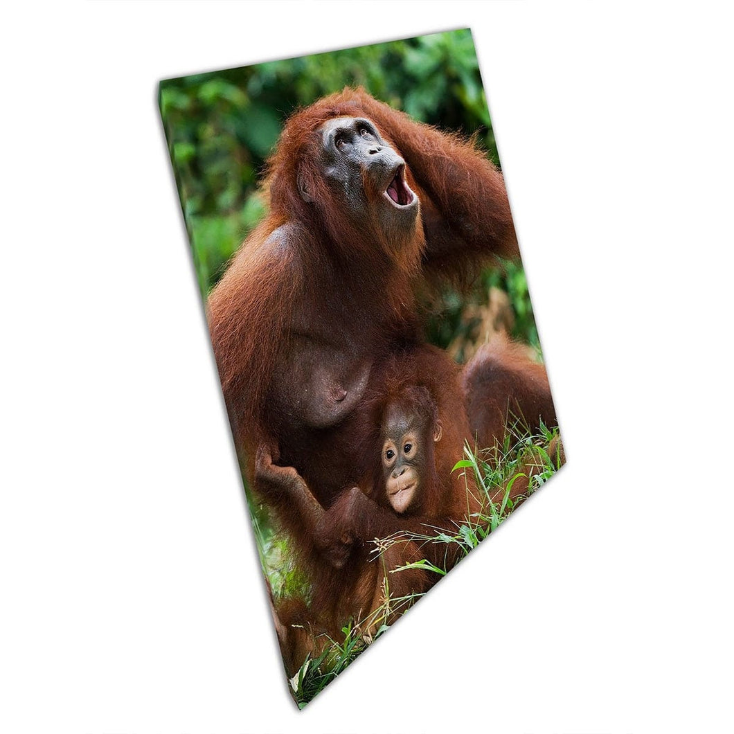 Madre y bebé femenino Mother and Baby Funny Natural Animal Wild Life Fotografía Indonesia Impresión de arte de pared en lienzo montado en lienzo estampado