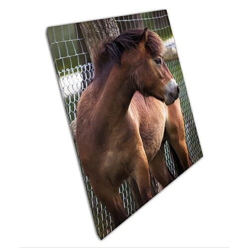 Stampa su Canvas Horse Goding the Outdoors Pronto per applicare la stampa in tela montata in tela montata