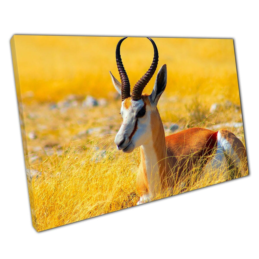Springbok Antelope in Tall Yellow Grass Etosha National Park Namibia Wall Art Print op canvas gemonteerde canvas print