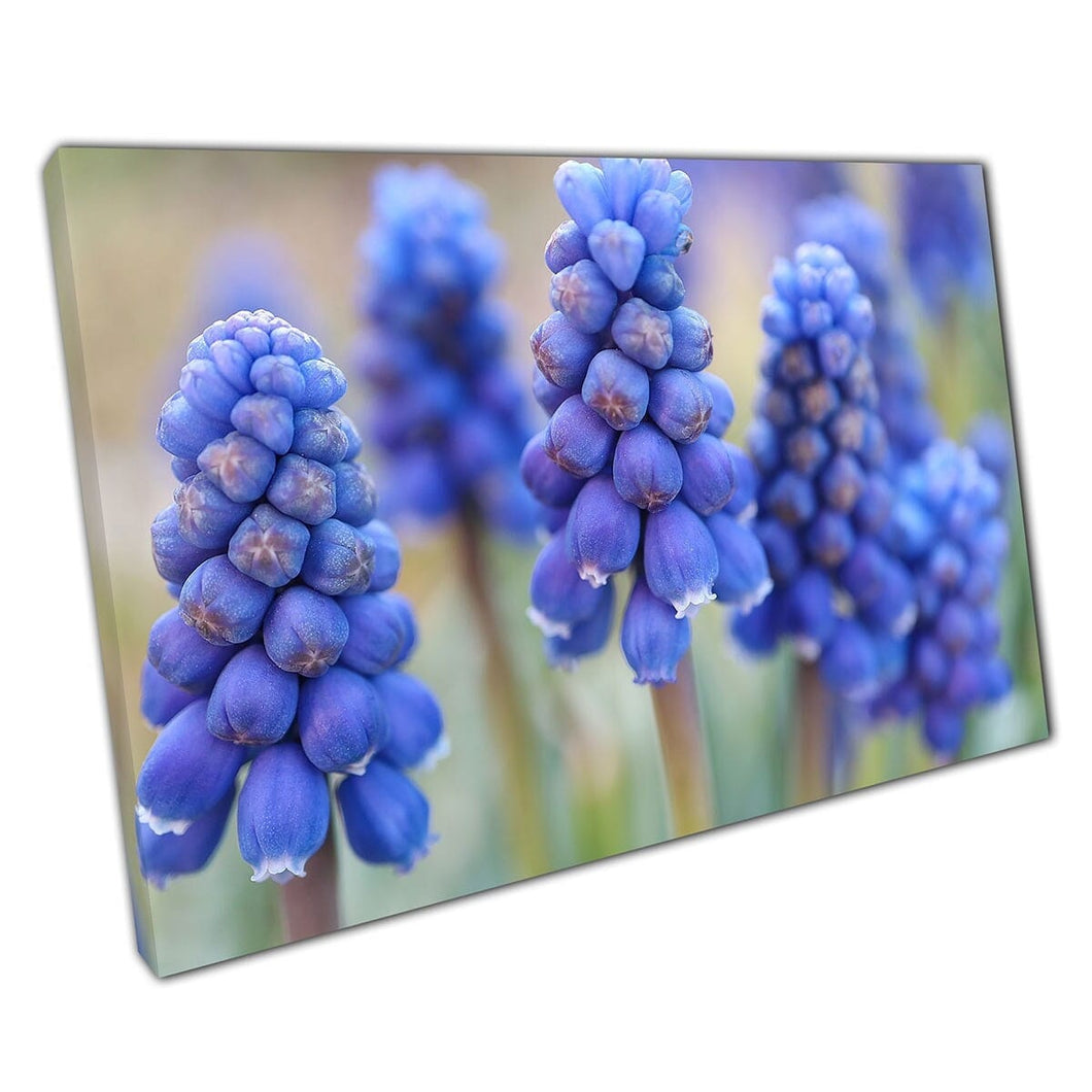 Blauwe druiven Hyacinth bloeit in een lenttuin bloemen macro fotografie muurkunst print op canvas gemonteerde canvas print