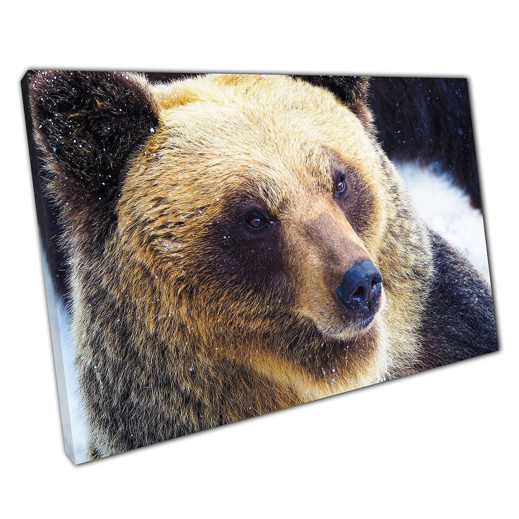 Brown Bear in Noboribetsu Bear Park in Hokkaido Japan Wildlife Wall Art Print op canvas gemonteerde canvas print