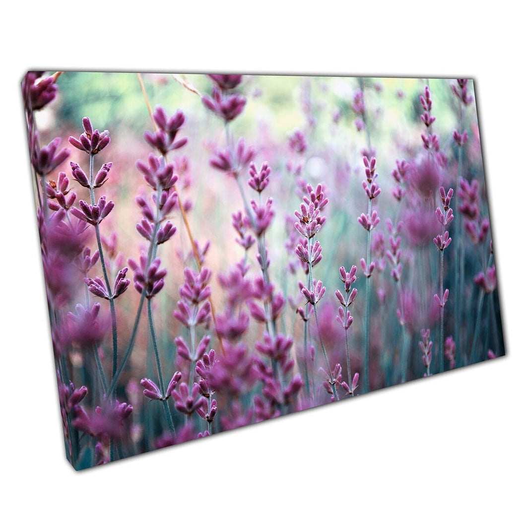 Beautiful French Field Of Purple Pink Lavender Flowers In Bloom Floral Photography Wall Art Print On Canvas Mounted Canvas print