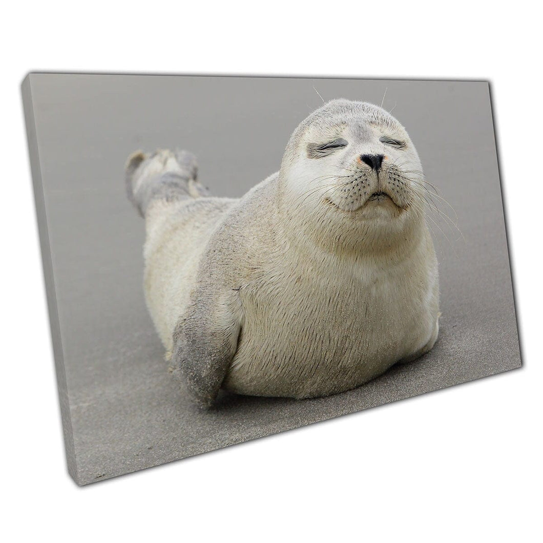 Happy Fuzzy Gray Seal Pup ontspannen op het stevige zand schattige wilde babydierenfotografie muurkunst print op canvas gemonteerde canvas print