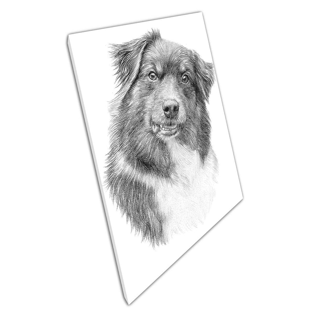 Gedetailleerde tekening Sketch Australian Shepherd Pet Dog Illustratie Wall Art Print op canvas gemonteerde canvas print