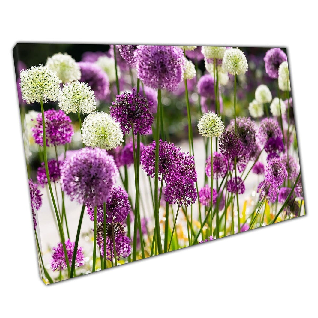 Tuin in Duitsland gevuld met in bloei paarse witte bol allium bloemen fotografie muurkunst print op canvas gemonteerde canvas print