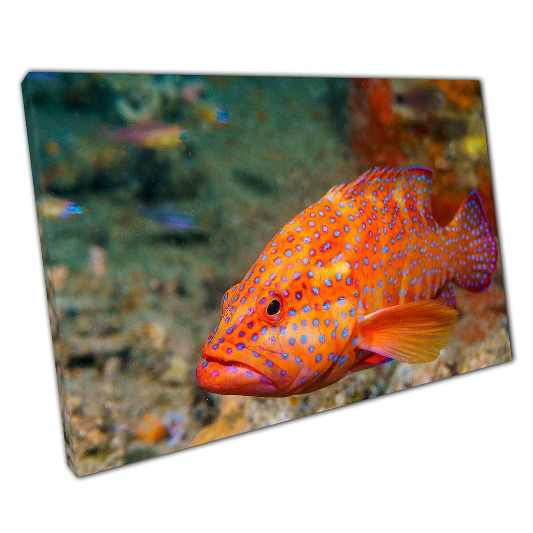 Levendige oranje en blauwe koraal grouper vis op het atol van de muur kunstafdruk van de malediven op canvas gemonteerde canvas print