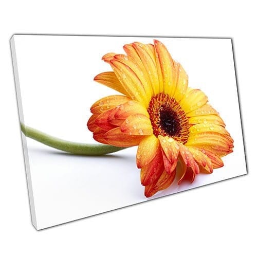 Afdrukken op canvas zonnebloemkunst klaar om canvas muurkunst afdrukken gemonteerd canvas print te hangen