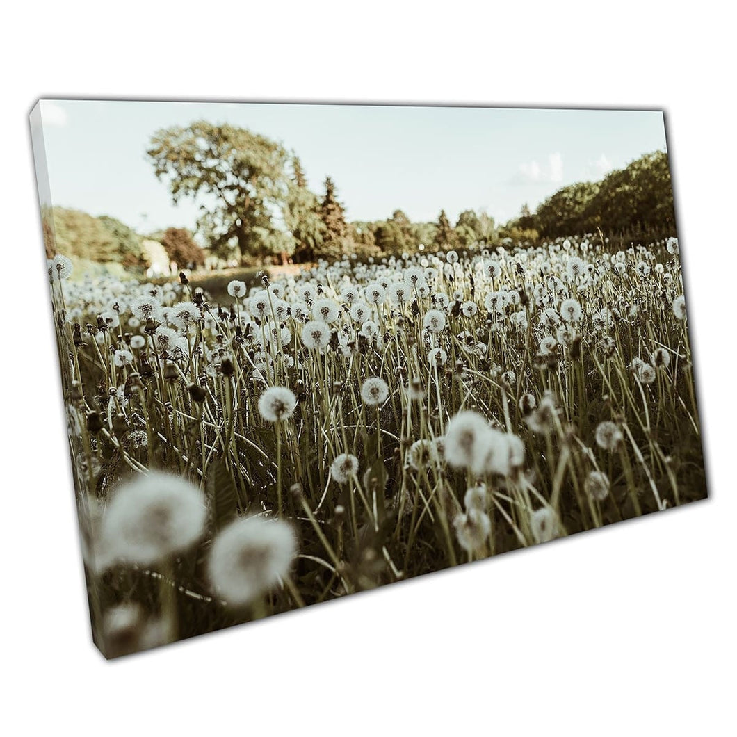 Natuurlijk grasachtig groen weide veld van paardenbloemen Spring Summer Scene Wall Art Print op canvas gemonteerde canvas print
