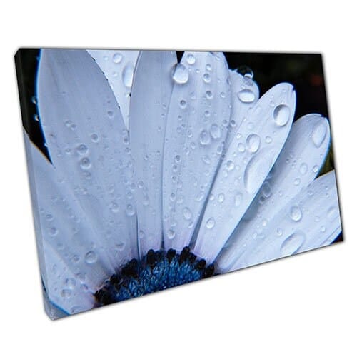 Afdrukken op canvas witte en blauwe chrysanthemums muur kunst print gemonteerd canvas print