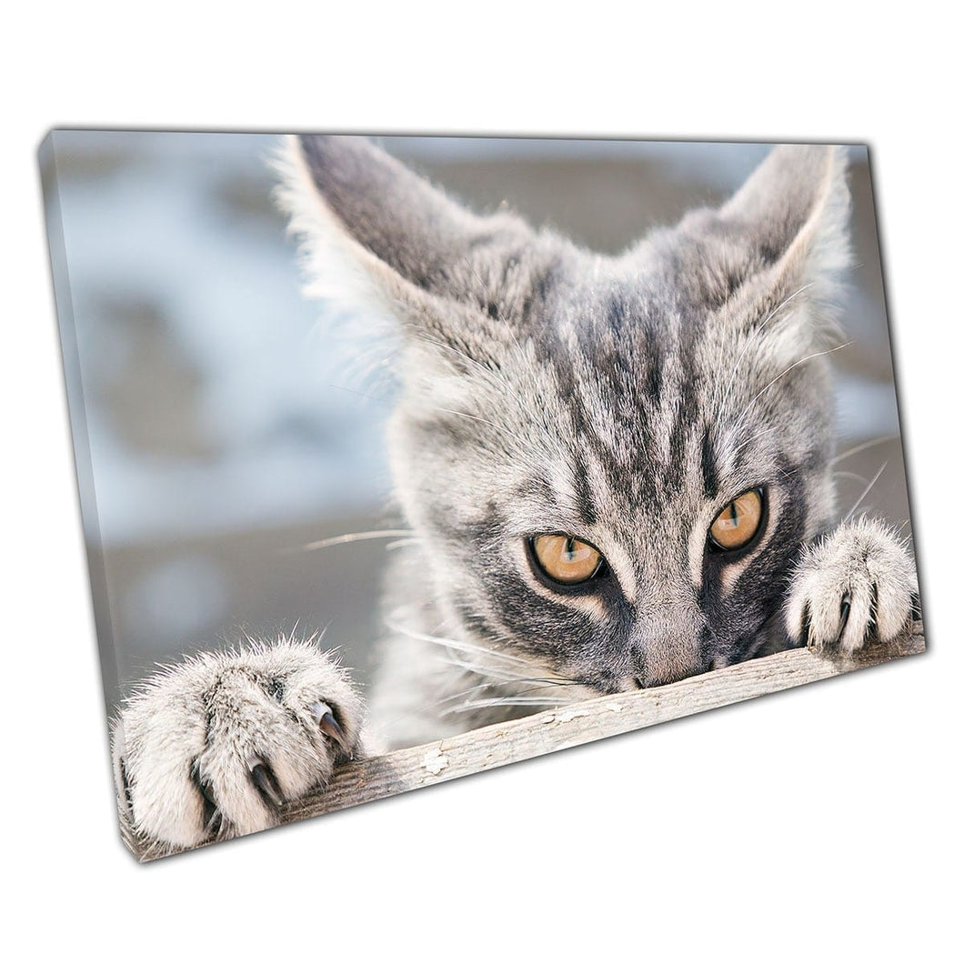 Feisty boze zilveren grijs tabby kat gluurt klaar om grappige dieren huisdieren muurkunst print op canvas gemonteerde canvas print