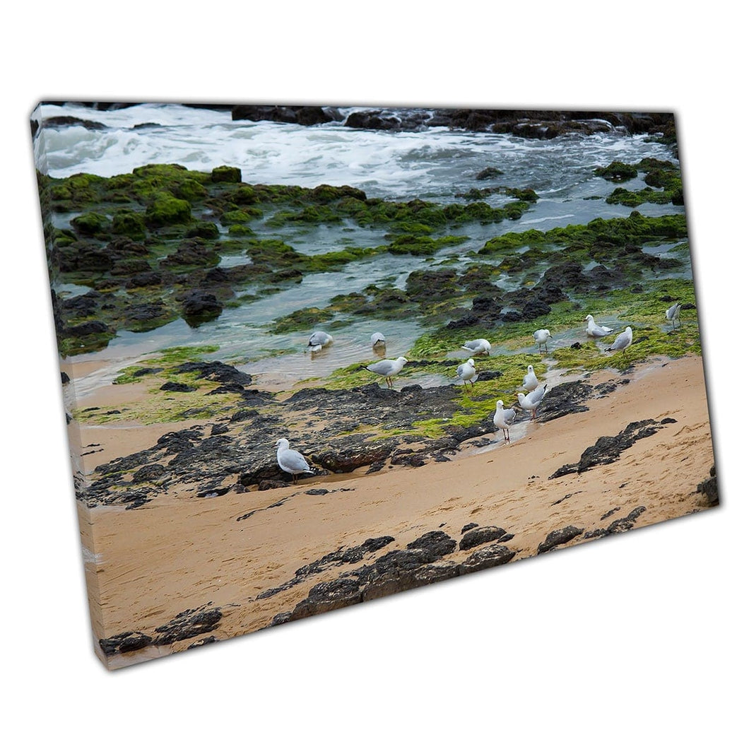 Zeemeeuwen waggelt over mosachtige rotsen op een zeeschuim bedekte kust zeegezitter zeeleven wall art print op canvas gemonteerde canvas print