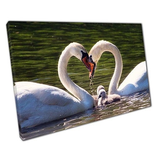 Afdrukken op canvas zwanen in water in liefde liefde liefdesvorm klaar om muur kunst afdrukken gemonteerde canvas print te hangen